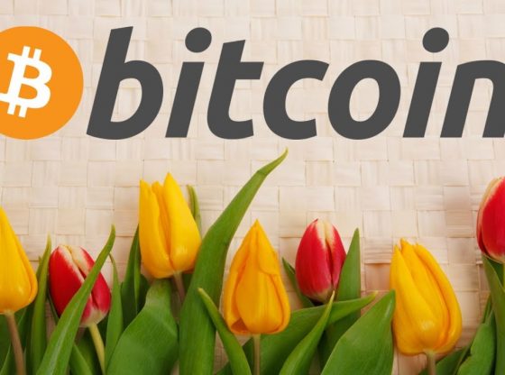 Pola pergerakan harga Bitcoin menyerupai pola Tulip Mania.